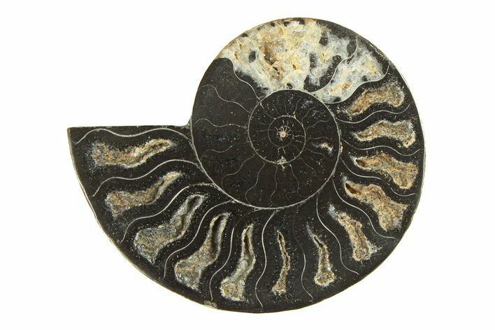 Cut & Polished Ammonite Fossil (Half) - Unusual Black Color #296293